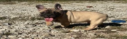French Bulldog dogs for sale: Pete - Ad 3