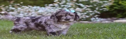 Newfypoo dogs for sale: Amber - Ad 5