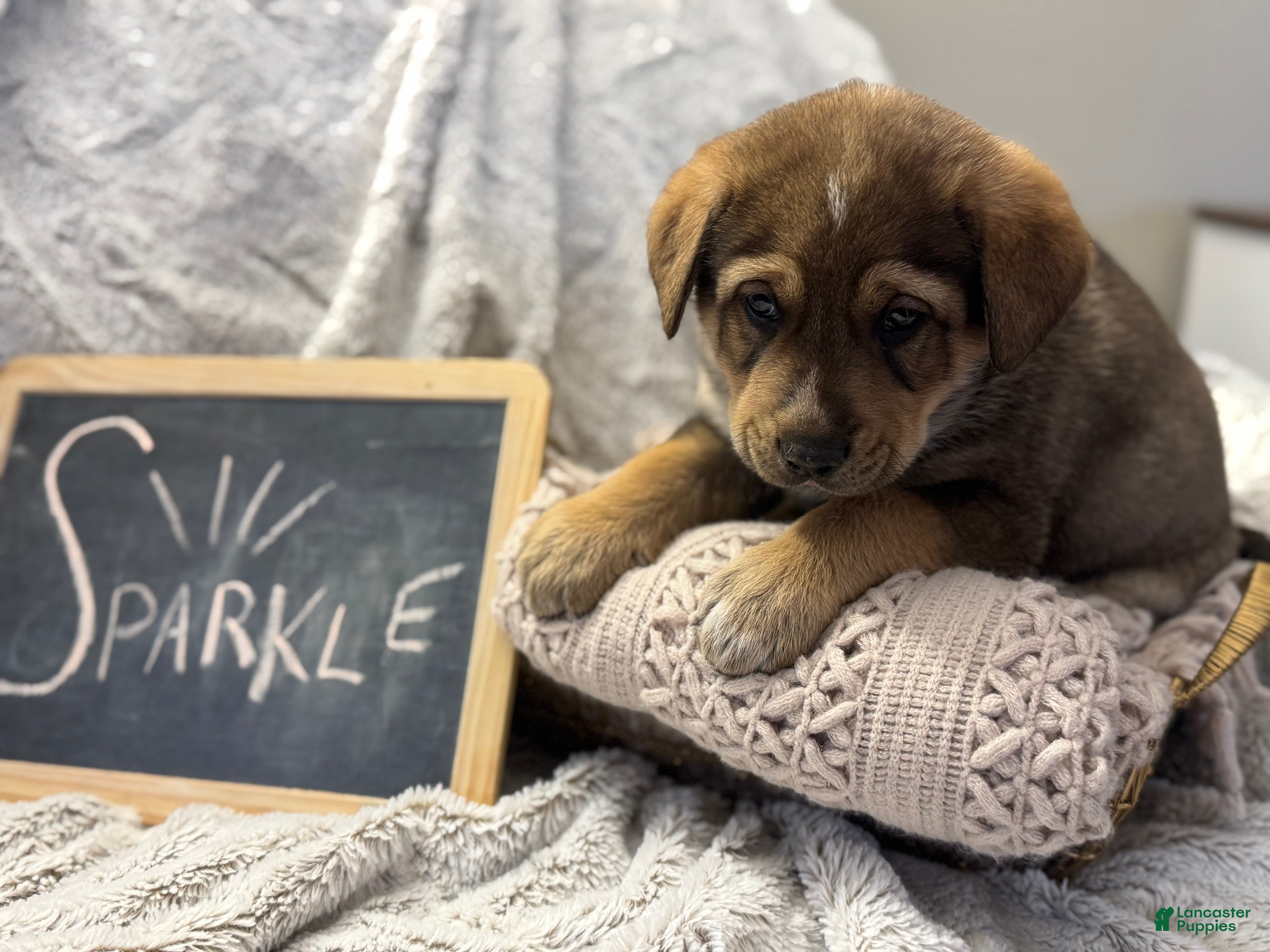 Mixed Breed dogs Sparkle - Ad 2