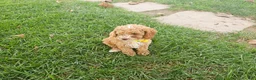 Toy Poodle dogs for sale: Nico - Akc Teacup Toy Poodle - Ad 6