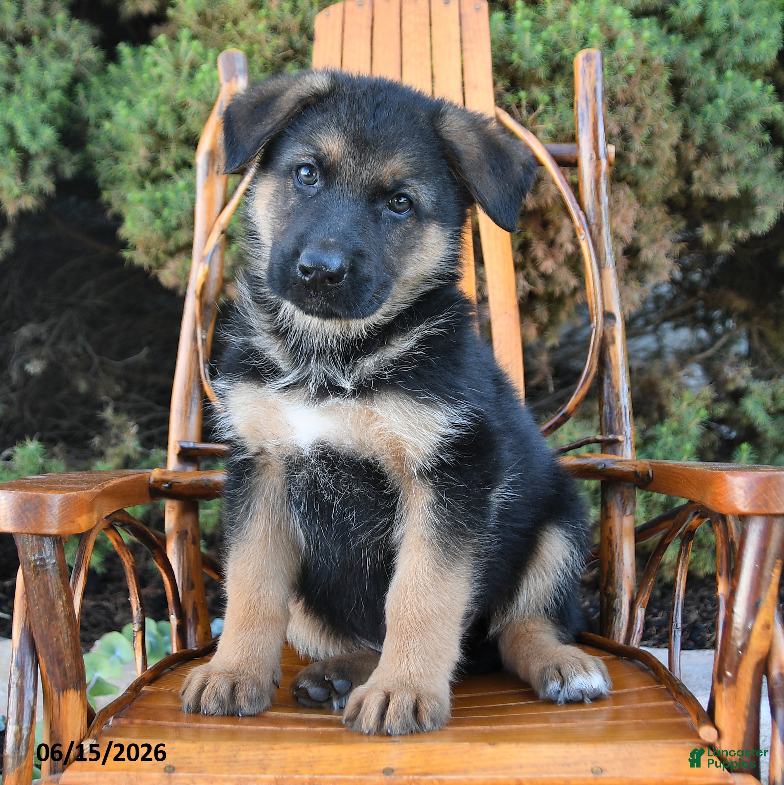 German Shepherd dogs Duke - Ad 2