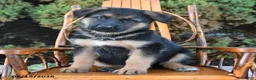 German Shepherd dogs for sale: Duke - Ad 2