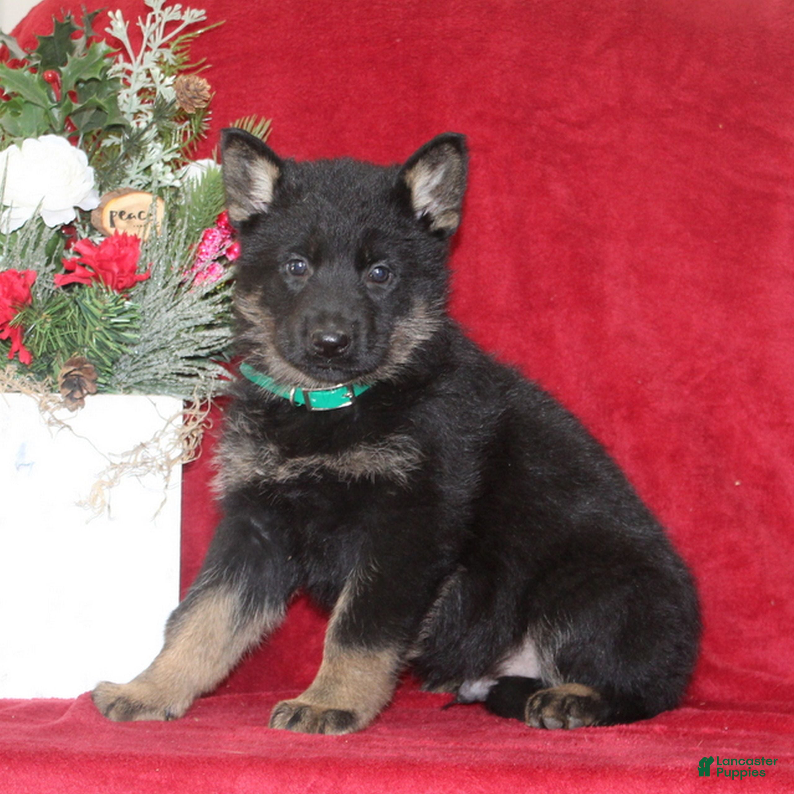 German Shepherd dogs Tucker  - Ad 19