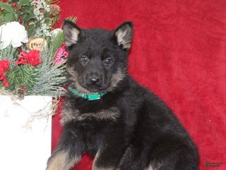 German Shepherd dogs Tucker - Ad 19