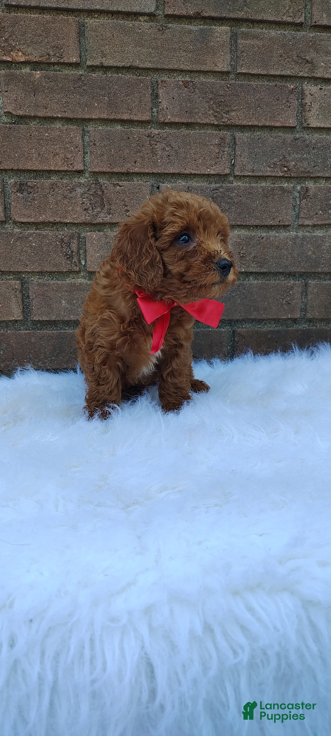 Mini Goldendoodle dogs for sale: Molly  - Ad 2