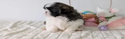 Shih Tzu dogs for sale: Eden - Ad 3