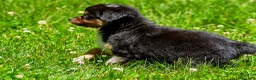 Miniature Australian Shepherd dogs for sale: Ford - Ad 4