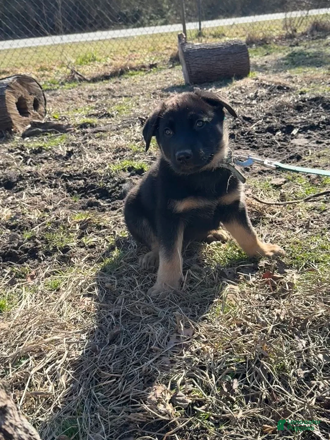 German Shepherd dogs for sale: Light blue - Ad 3