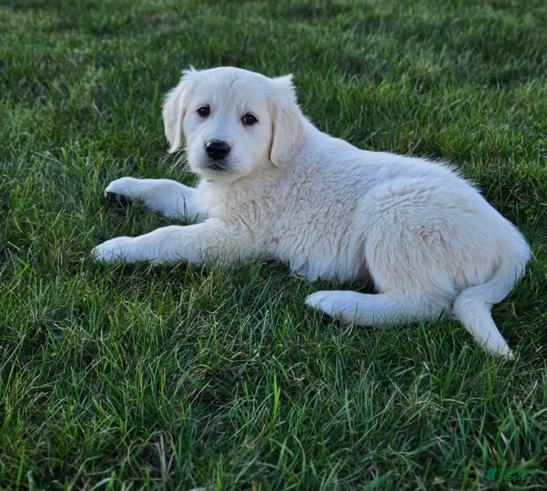 Golden Retriever dogs Baxter - Ad 25