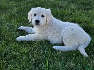 Golden Retriever dogs Baxter - Ad 25