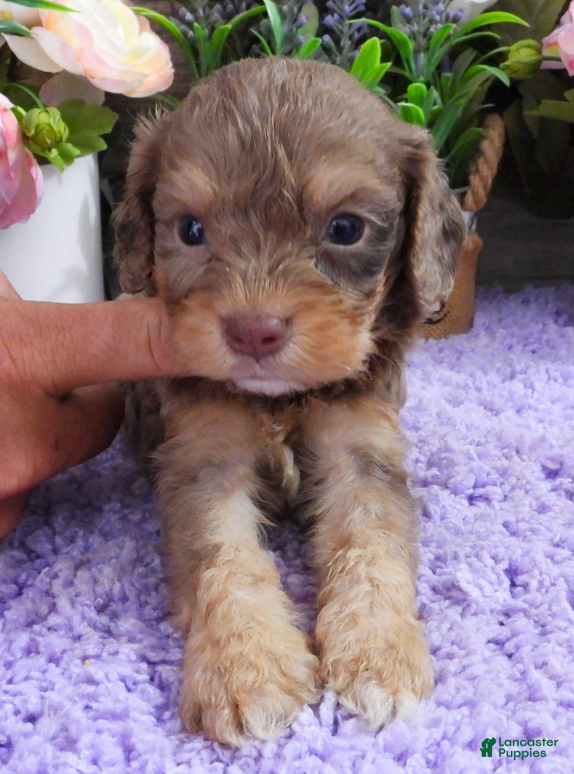 Cavapoo dogs #5 Male (Dawn's) - Ad 38