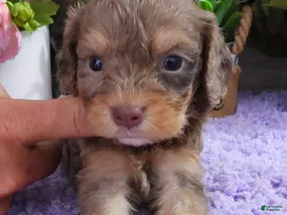 Cavapoo dogs #5 Male (Dawn's) - Ad 38