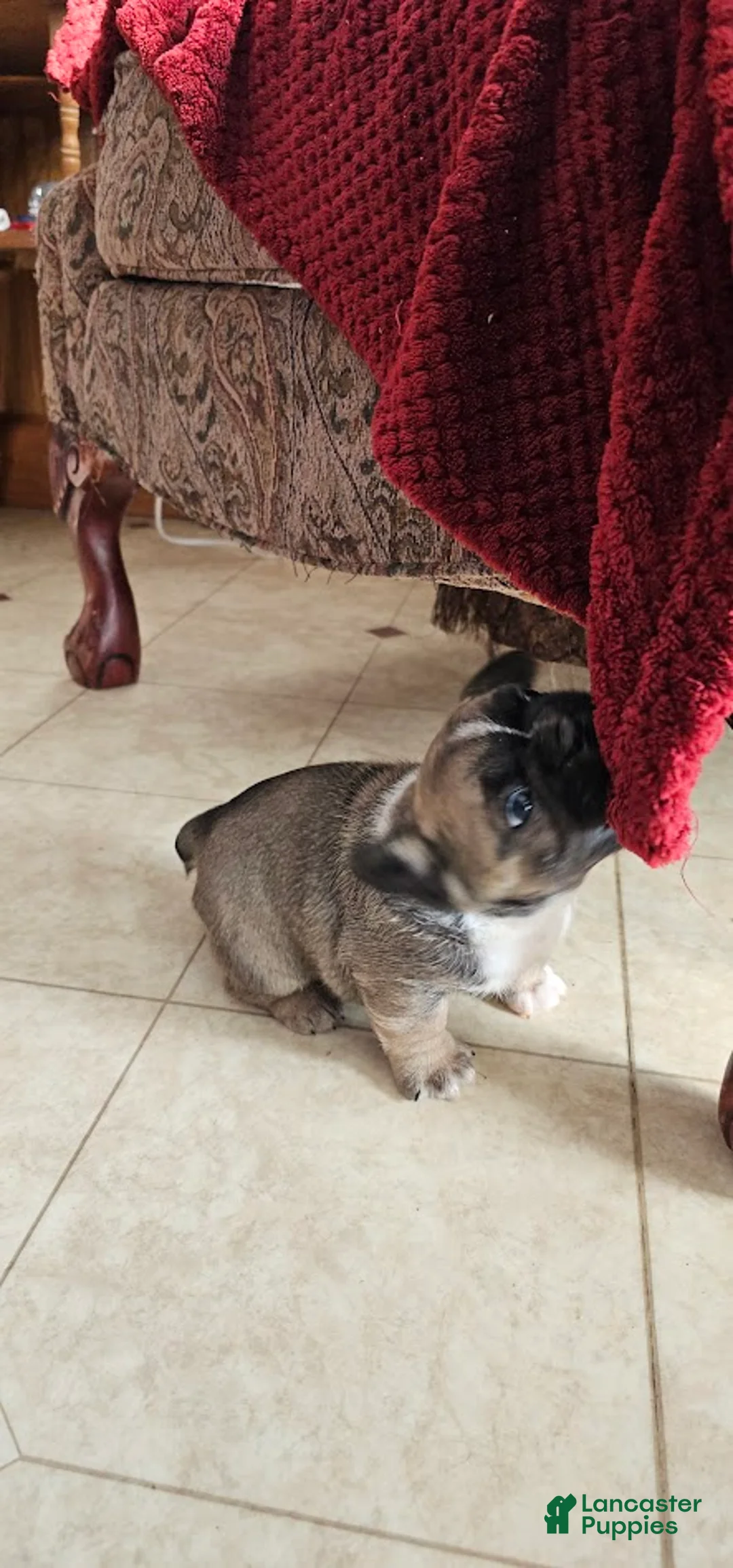 Mixed Breed dogs for sale: RayBan 75% Frenchie - Ad 2