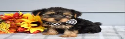 Yorkshire Terrier dogs for sale: Carter - Ad 5