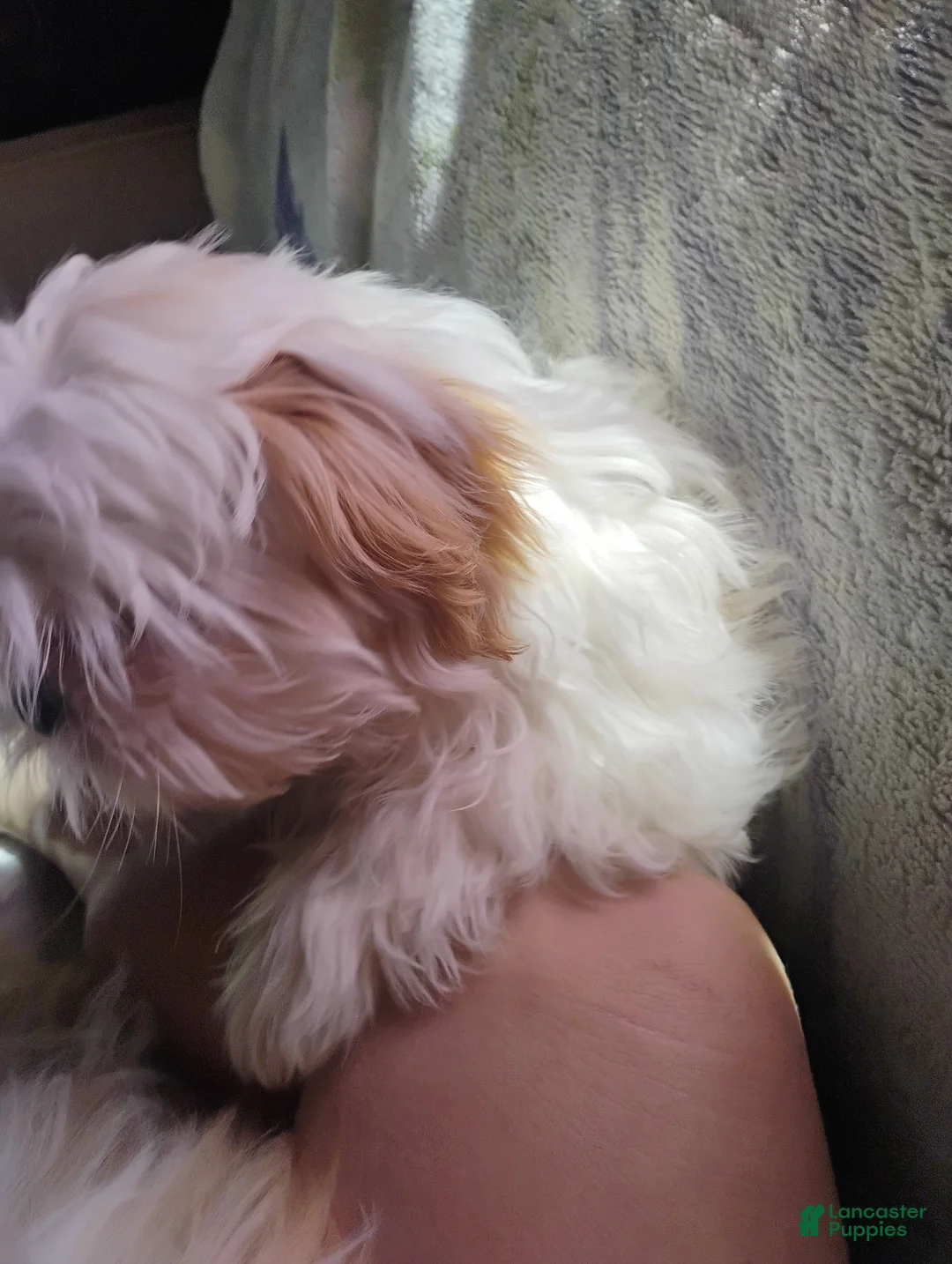 Shih Tzu dogs for sale: Stormy - Ad 6