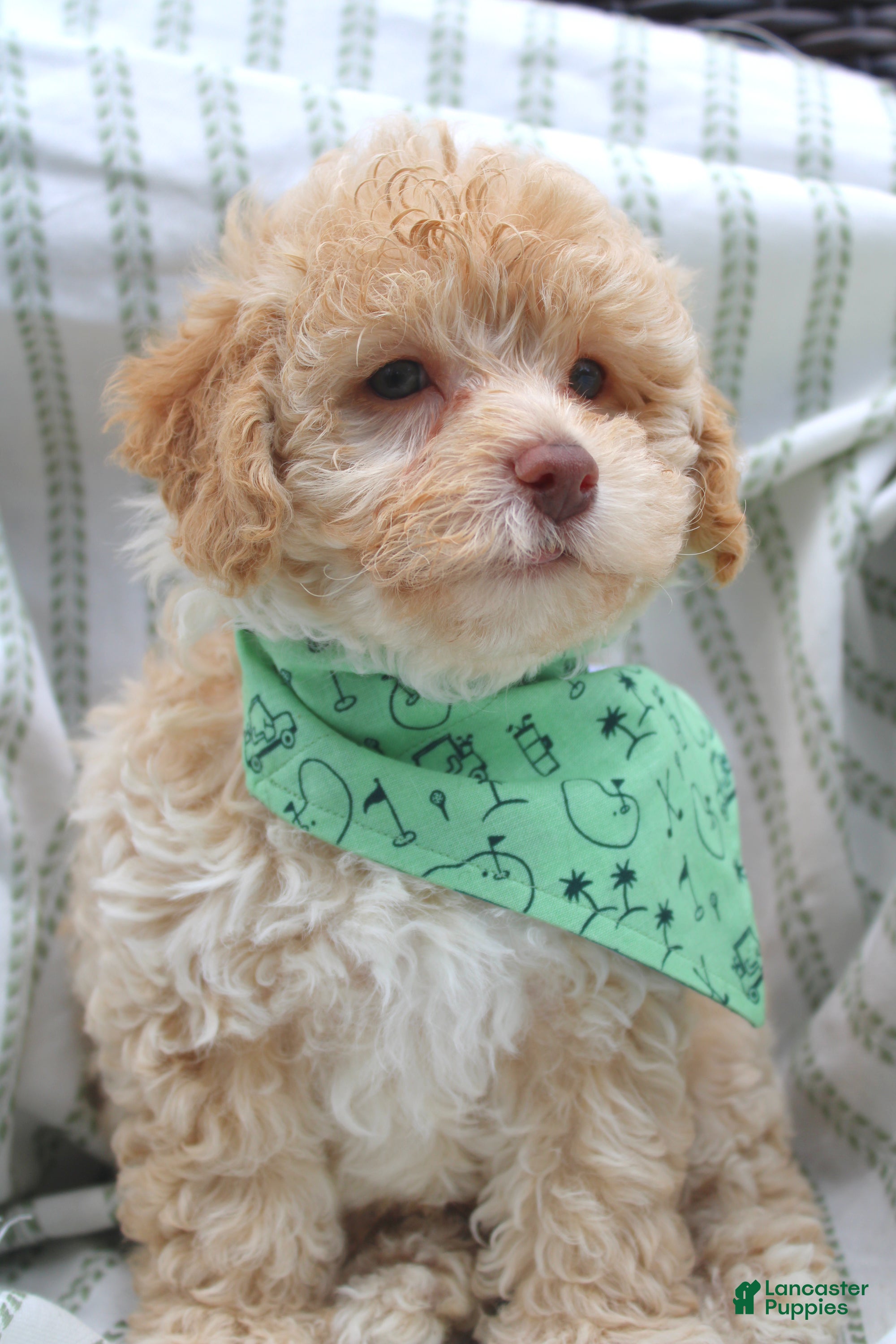 Yorkiepoo dogs Teddy - Ad 1