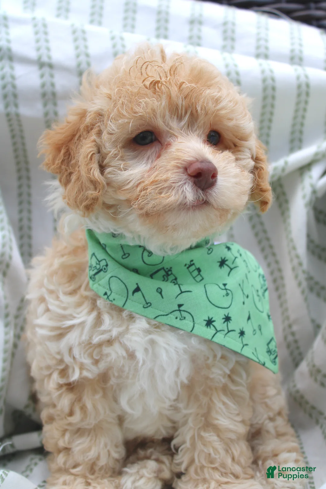 Yorkiepoo dogs for sale: Teddy - Ad 1
