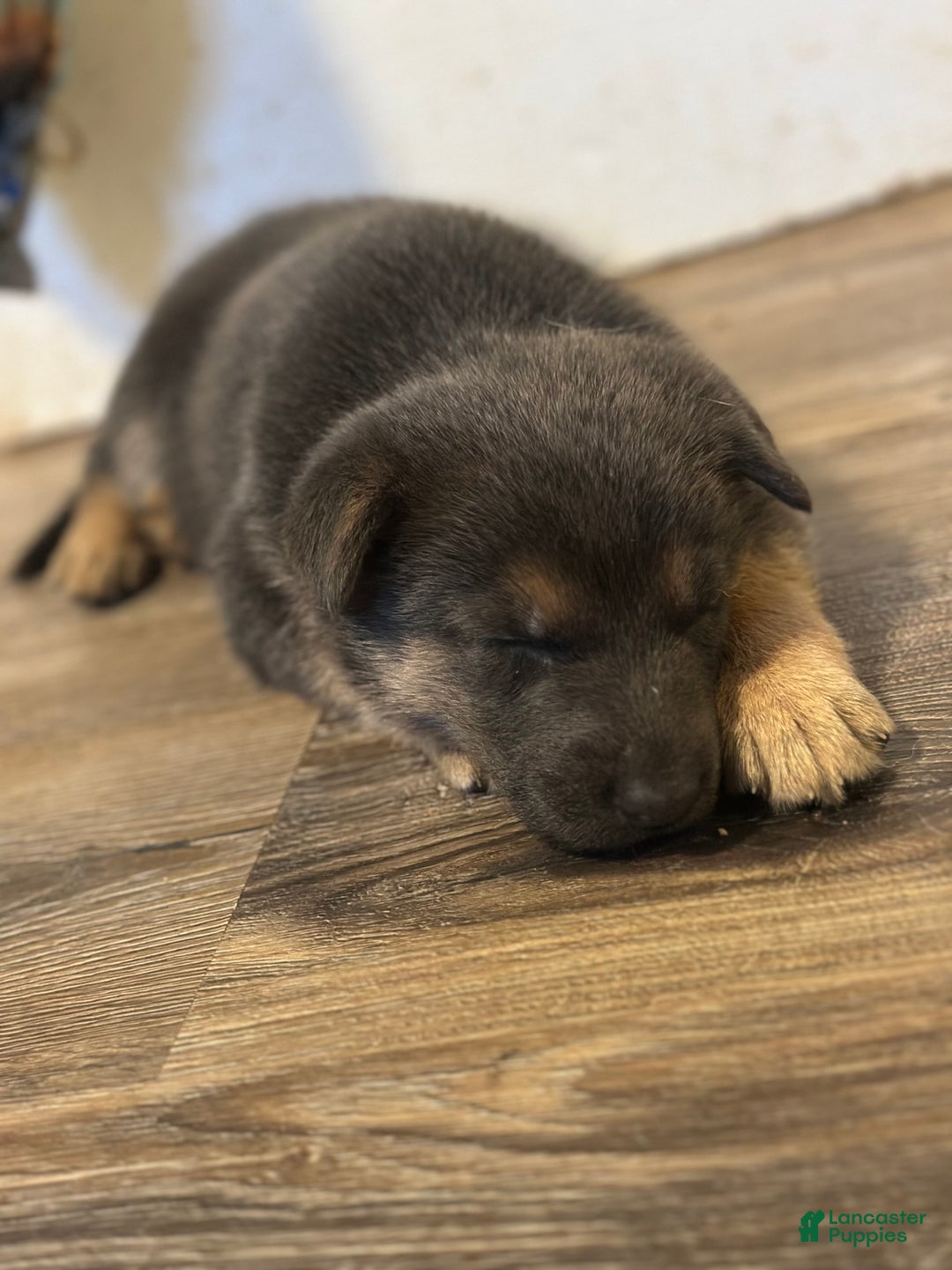 German Shepherd dogs for sale: German Shepherd Puppy 6 - Ad 2