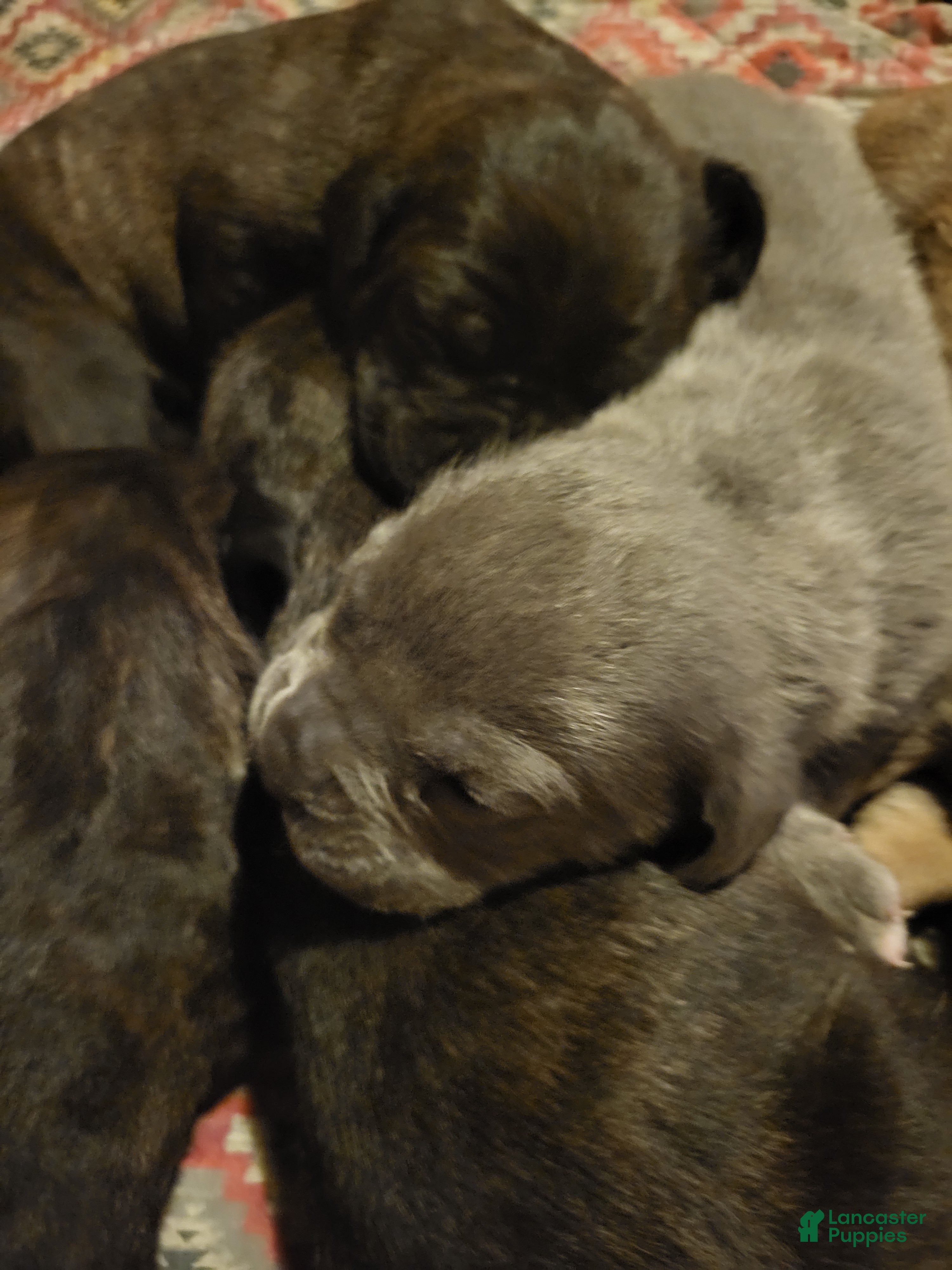 Cane Corso dogs Cane Corso 4 - Ad 16