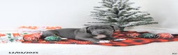 Great Dane dogs for sale: Izzy - Ad 5