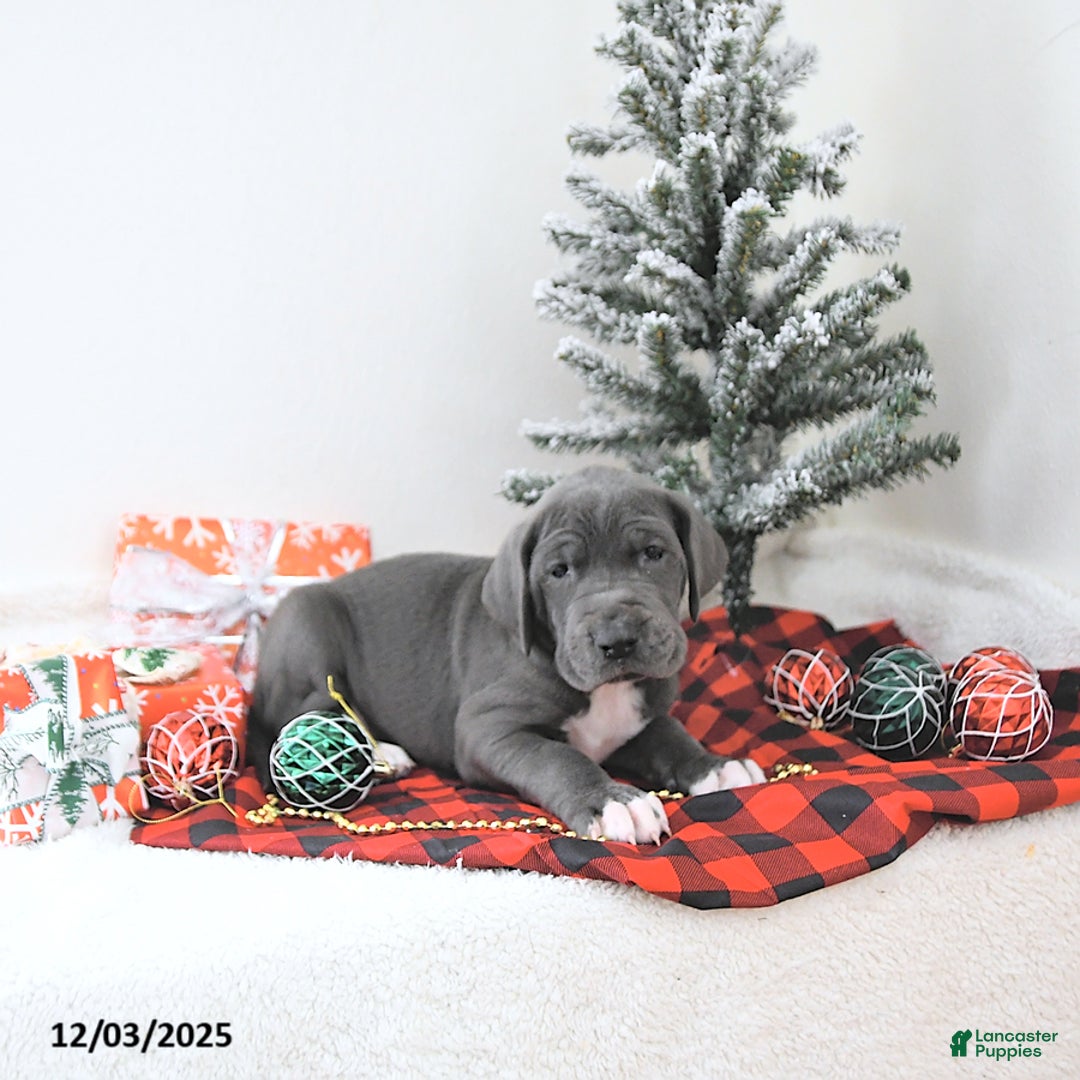 Great Dane dogs for sale: Izzy - Ad 5