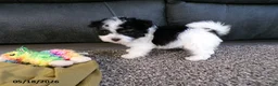 Havanese dogs for sale: Kipper - Ad 1