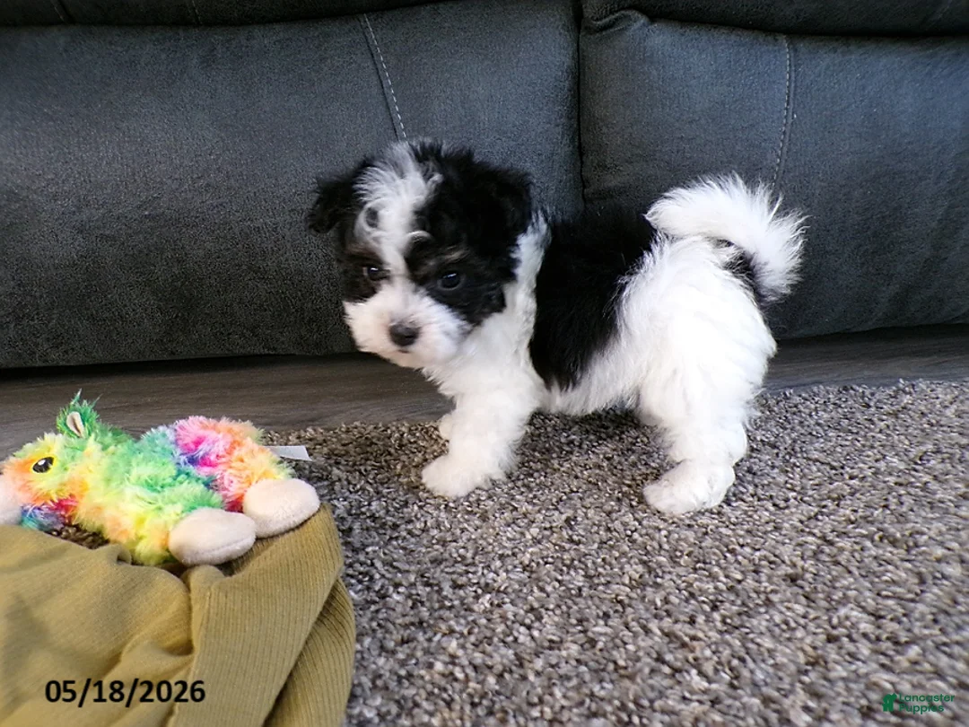 Havanese dogs for sale: Kipper - Ad 1