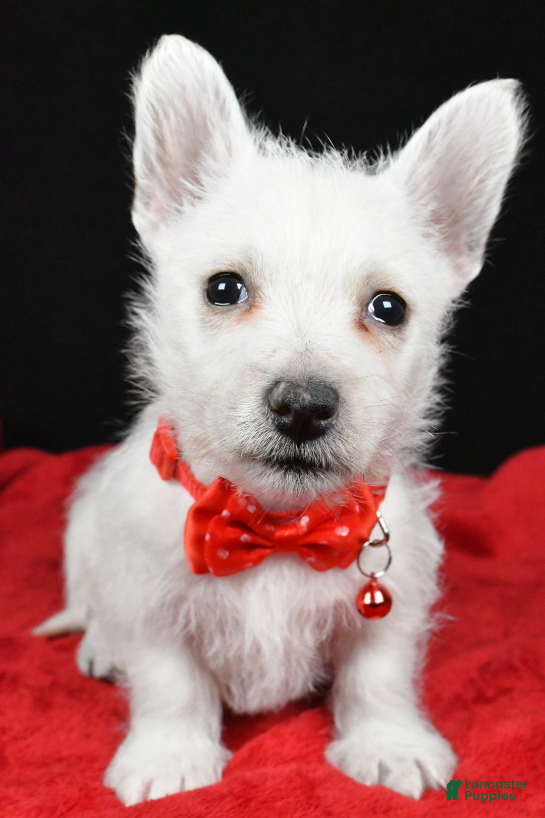 West Highland Terrier dogs for sale: Earl - Ad 6