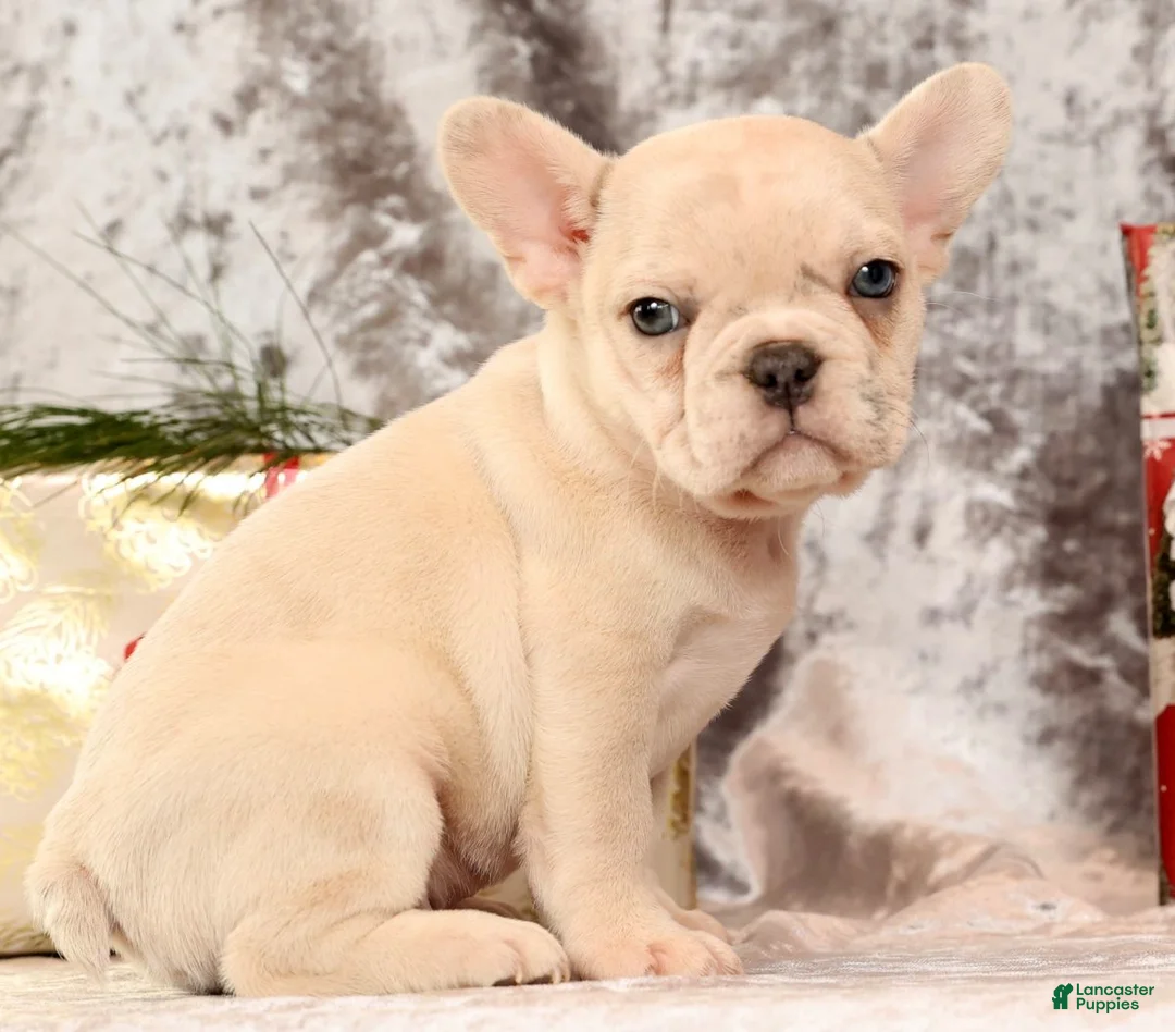 French Bulldog dogs for sale: Jasper - Ad 5