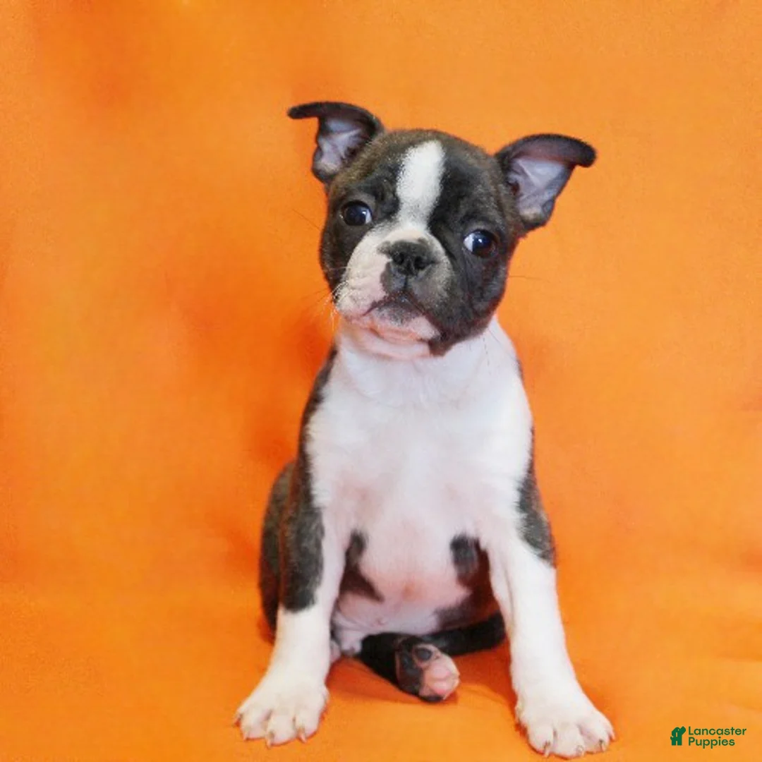 Boston Terrier dogs for sale: Rascal - Ad 1