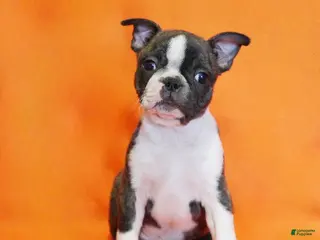 Boston Terrier dogs for sale: Rascal - Ad 2