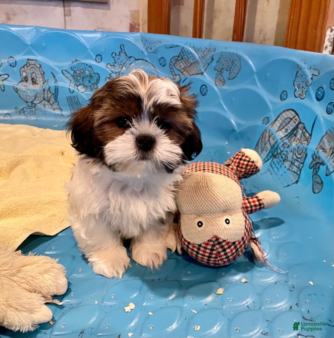 Shih Tzu dogs for sale: Merv - Ad 8