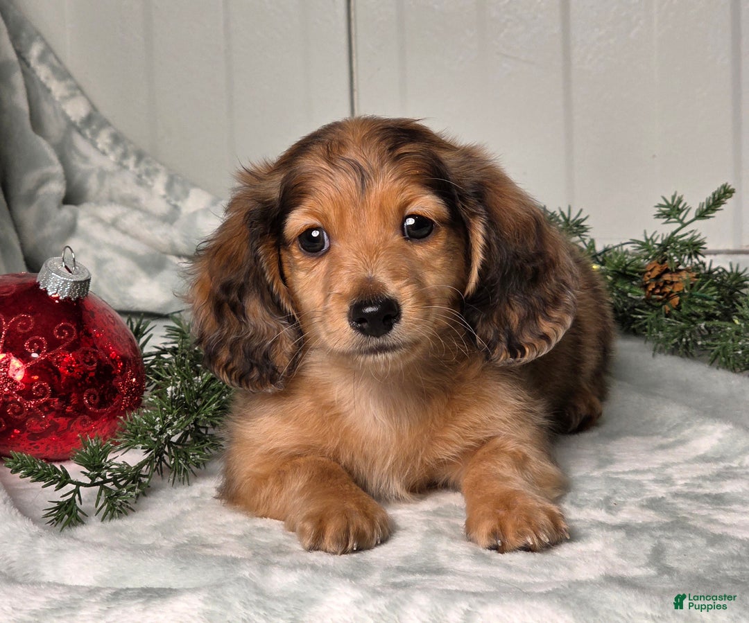 Miniature Dachshund dogs for sale: Shane - Ad 2
