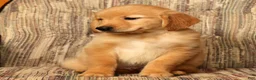 Golden Retriever dogs for sale: Rex - Ad 8