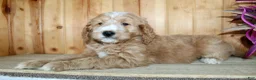 Mini Goldendoodle dogs for sale: Parker  - Ad 1