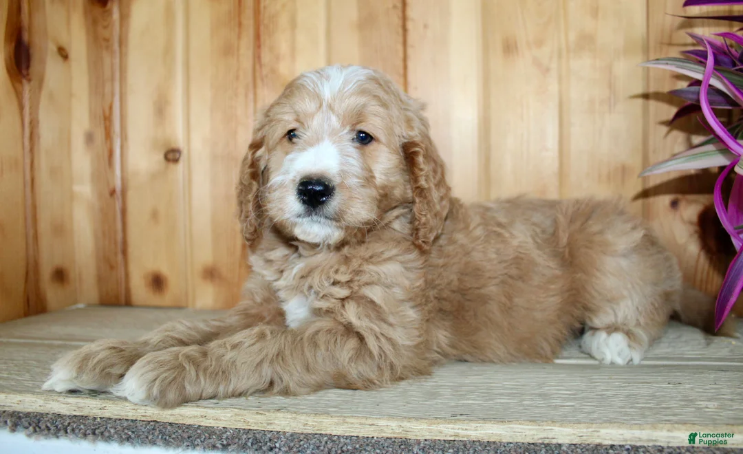 Mini Goldendoodle dogs for sale: Parker  - Ad 1