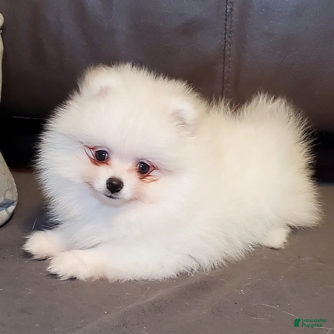 Pomeranian dogs for sale: Nugget - Ad 2