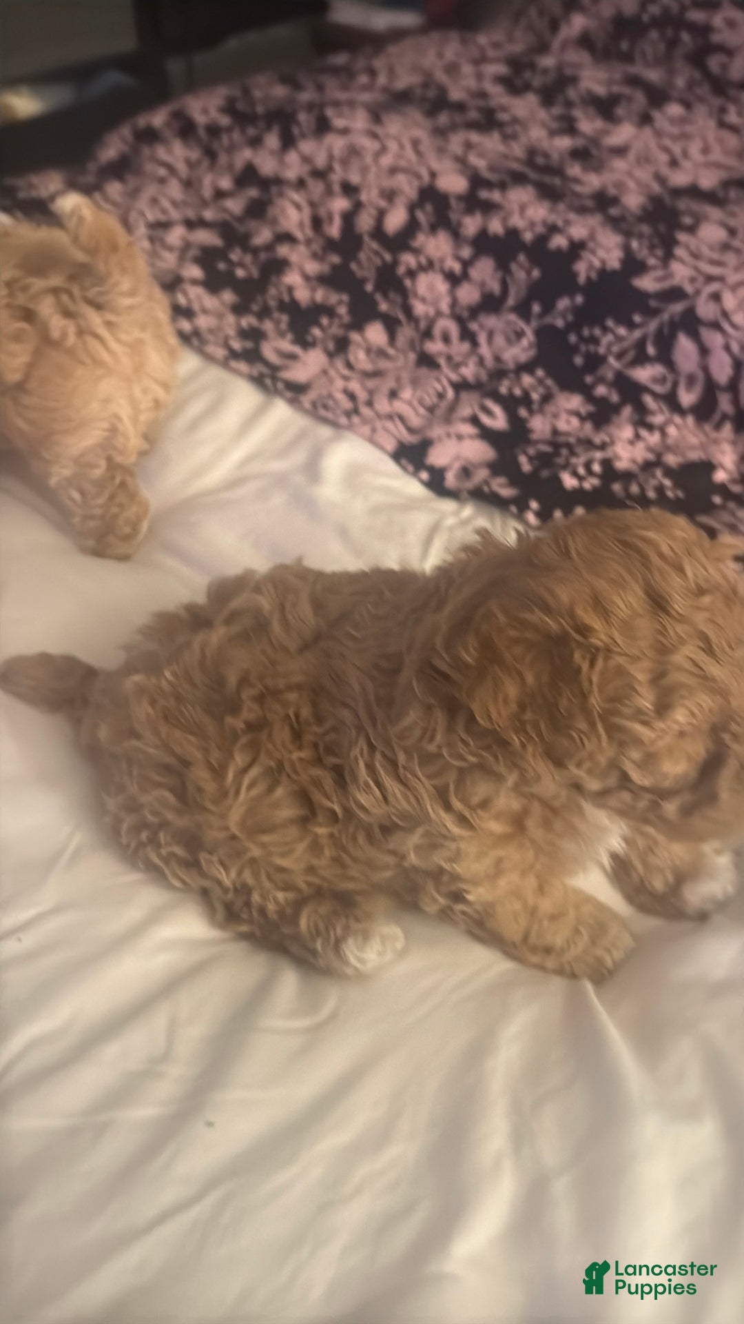 Maltipoo dogs for sale: Maltipoo Puppy 1 - Ad 8