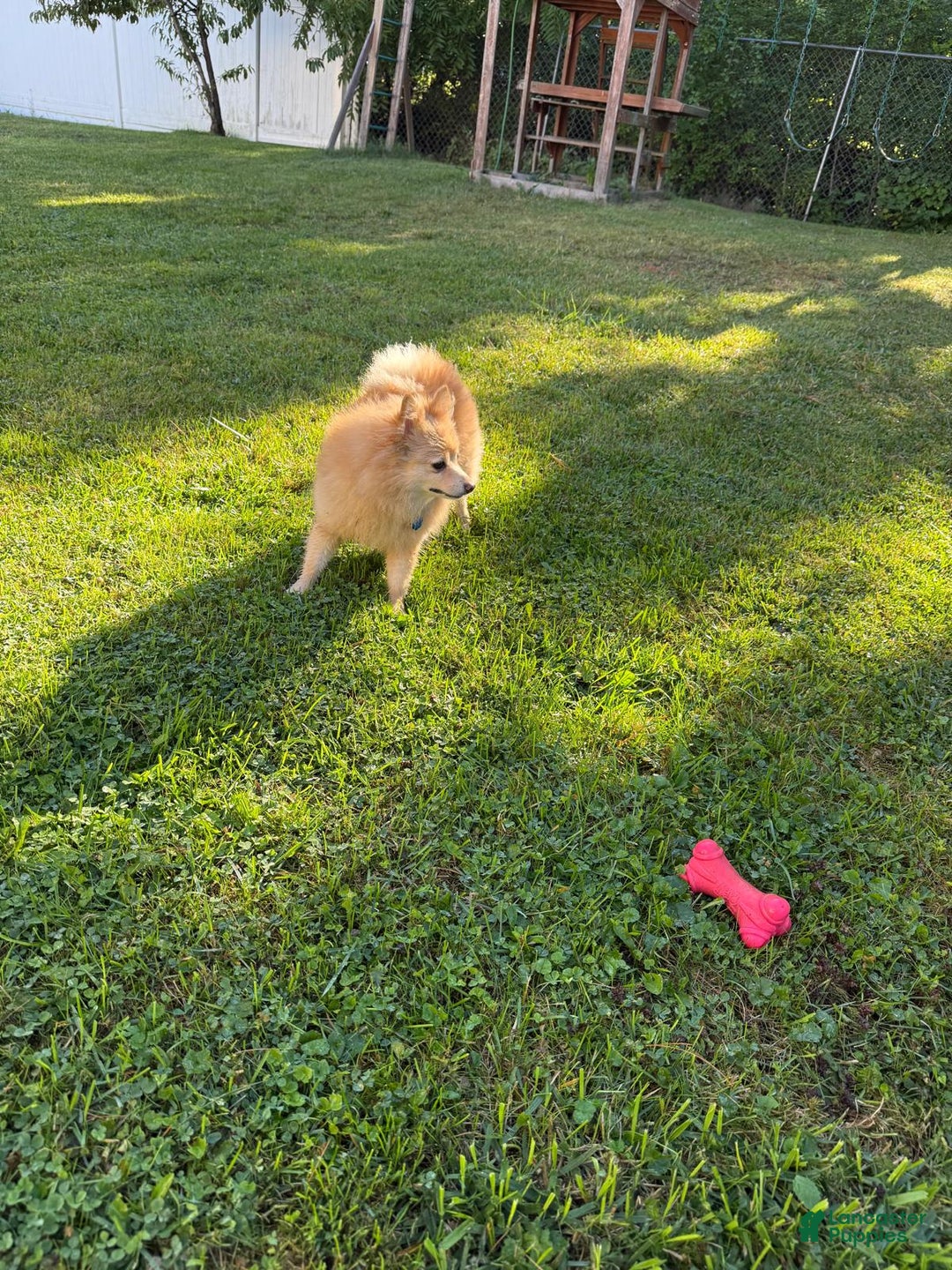 Pomeranian dogs for sale: Pomeranian Puppy 1 - Ad 6