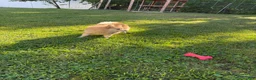 Pomeranian dogs for sale: Pomeranian Puppy 1 - Ad 6