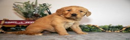 Golden Retriever dogs for sale: Frankie - Ad 3