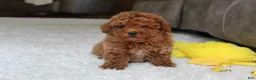 Toy Poodle dogs for sale: Tucker - Ad 5