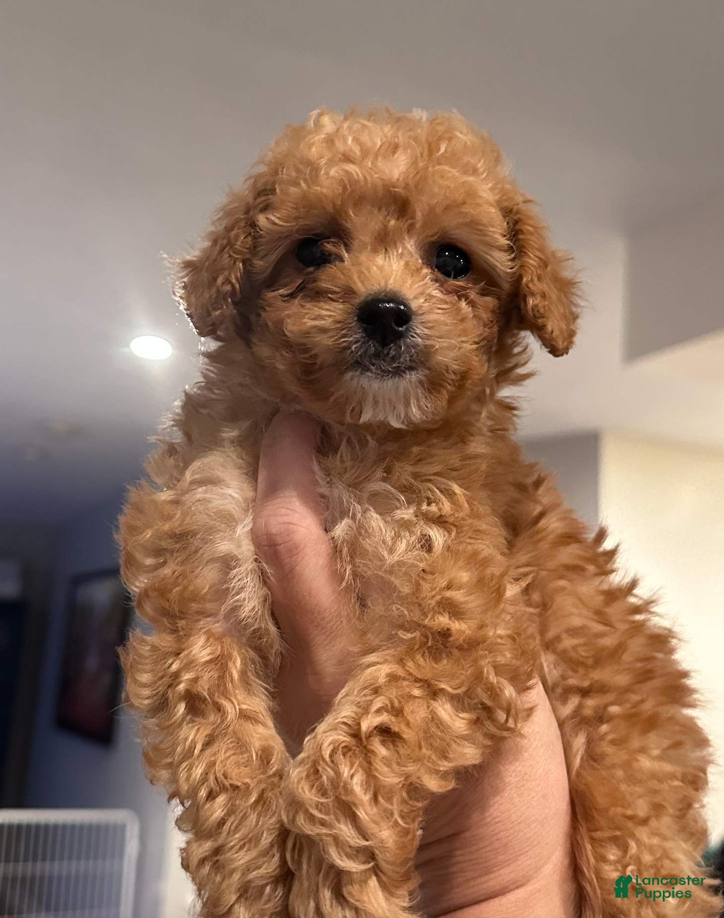 Toy Poodle dogs TIMMY - ACA POTTY TRAINED - Ad 10