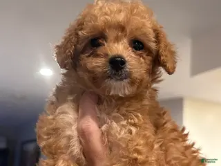 Toy Poodle dogs TIMMY - ACA POTTY TRAINED - Ad 10