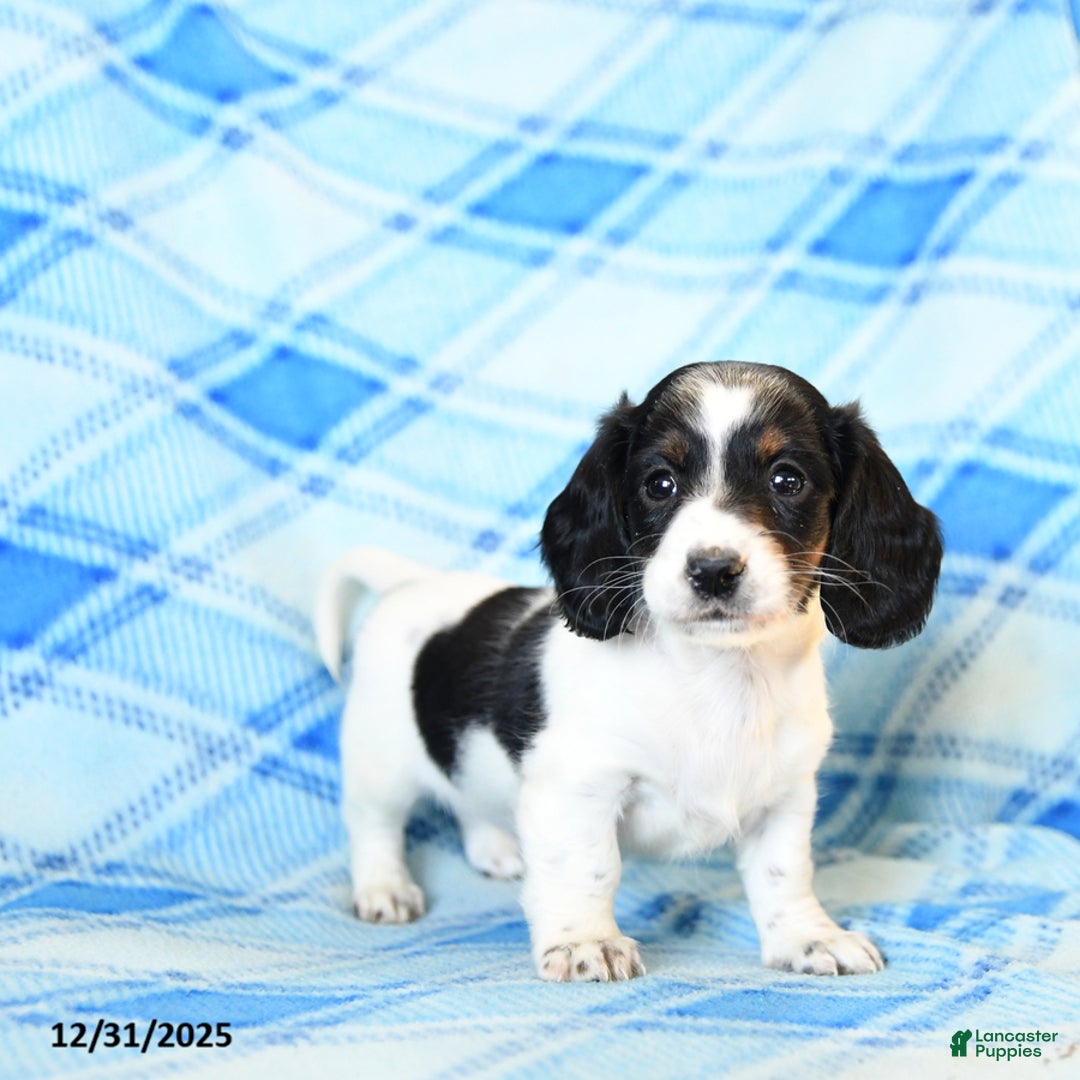 Miniature Dachshund dogs for sale: Snuffles - Ad 4