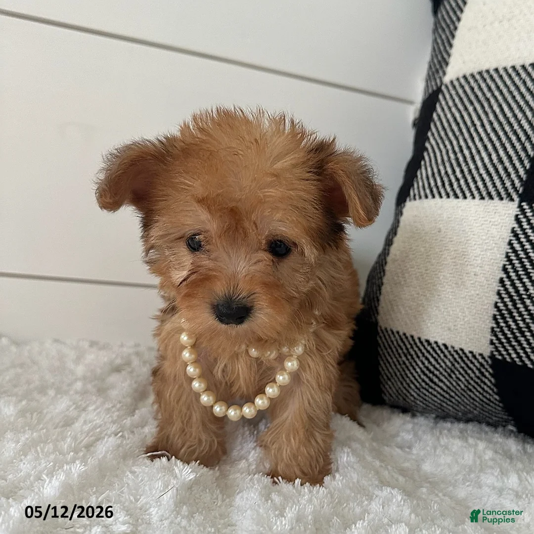 Yorkiepoo dogs for sale: Foxy - Ad 4