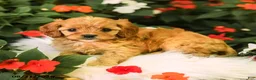 Cavapoo dogs for sale: Bella    - Ad 3