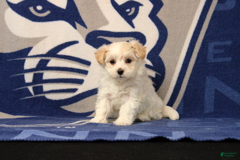 Maltipoo dogs Isaac - Ad 2