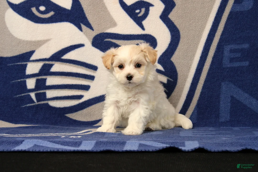 Maltipoo dogs for sale: Isaac - Ad 2