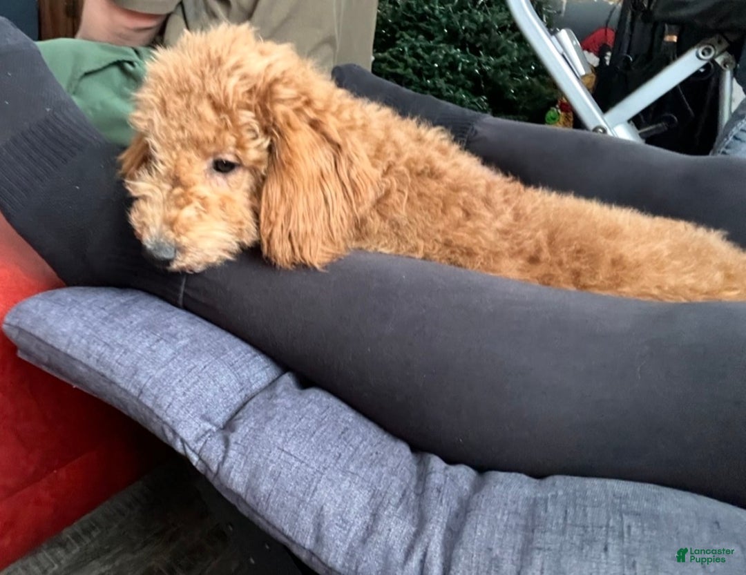 Mini Goldendoodle dogs for sale: Rosie - Ad 4